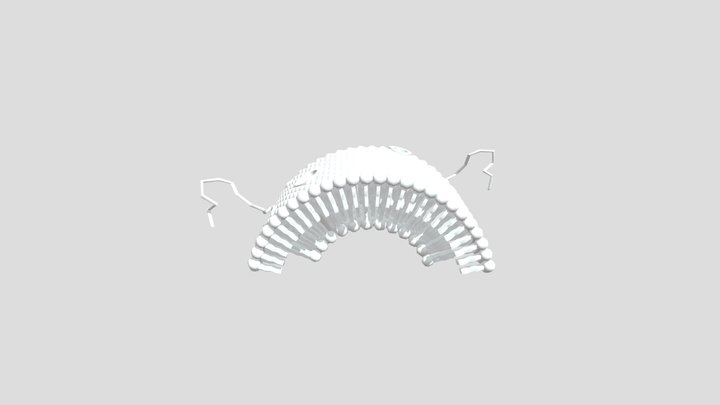 phospholipid1 3D Model