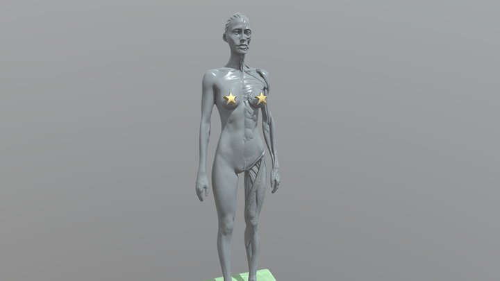 Female anatomy scann 3D Model
