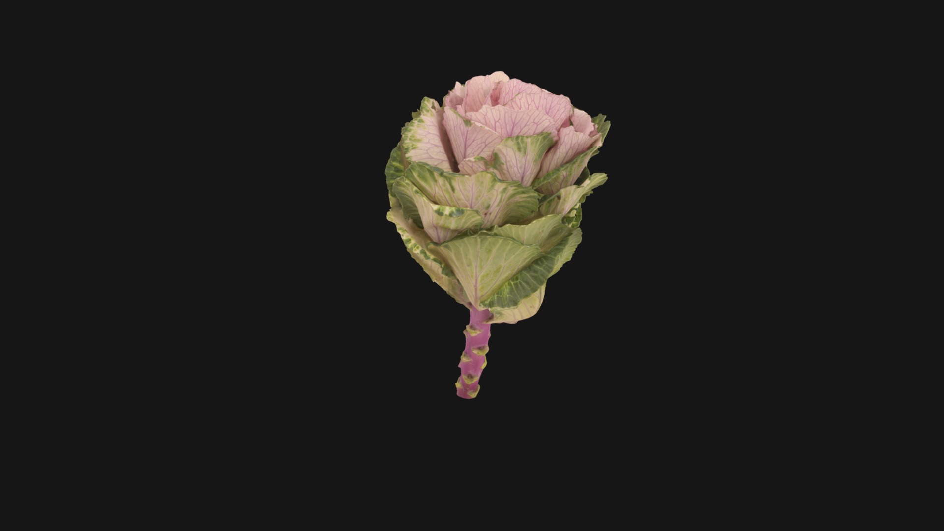 3D model Fw18 – Pink Green Flower - This is a 3D model of the Fw18 - Pink Green Flower. The 3D model is about a bouquet of flowers.