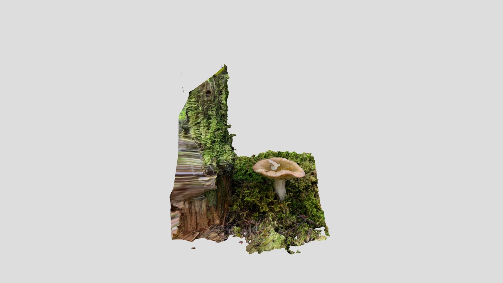 Russula Mushroom