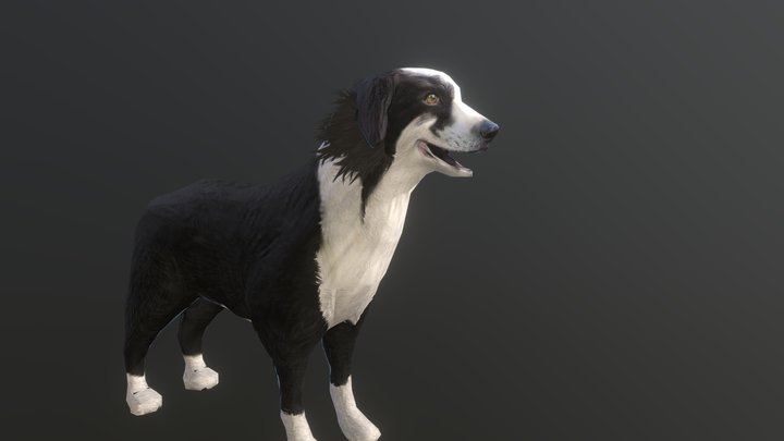 Low Poly Collie 3D model (unrigged) 3D Model