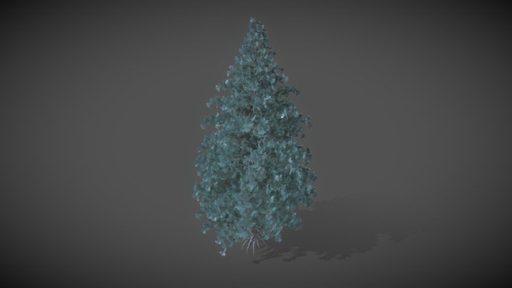 CL08 Picea Engelmannii Glauca