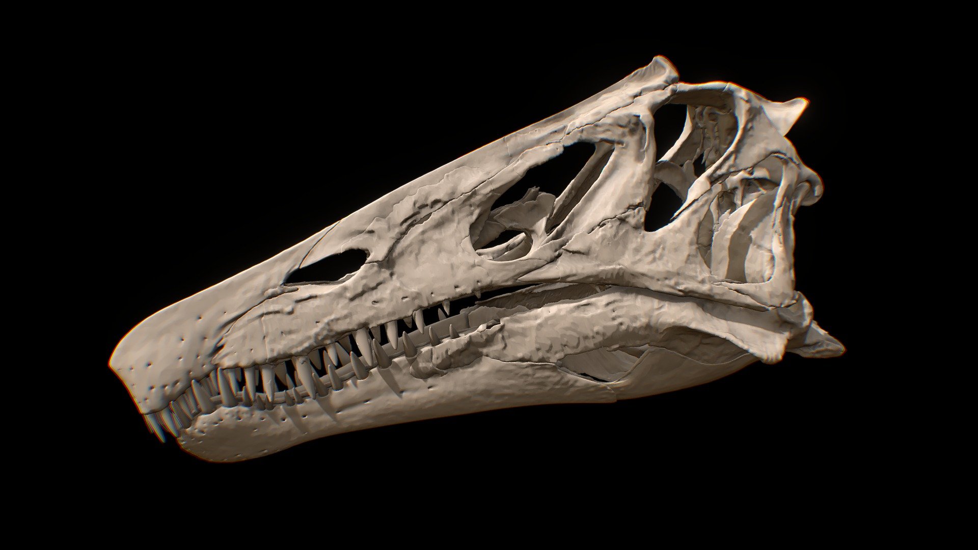 Irritator skull reconstructed - 3D model by Olof Moleman ...