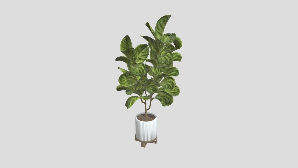 Ficus Lyrata