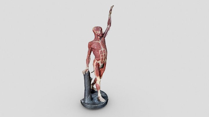 Human body, Natl. Museum of Natural History – Free 3D Model STL