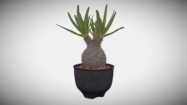 Pachypodium（パキポディウム） 3D Model