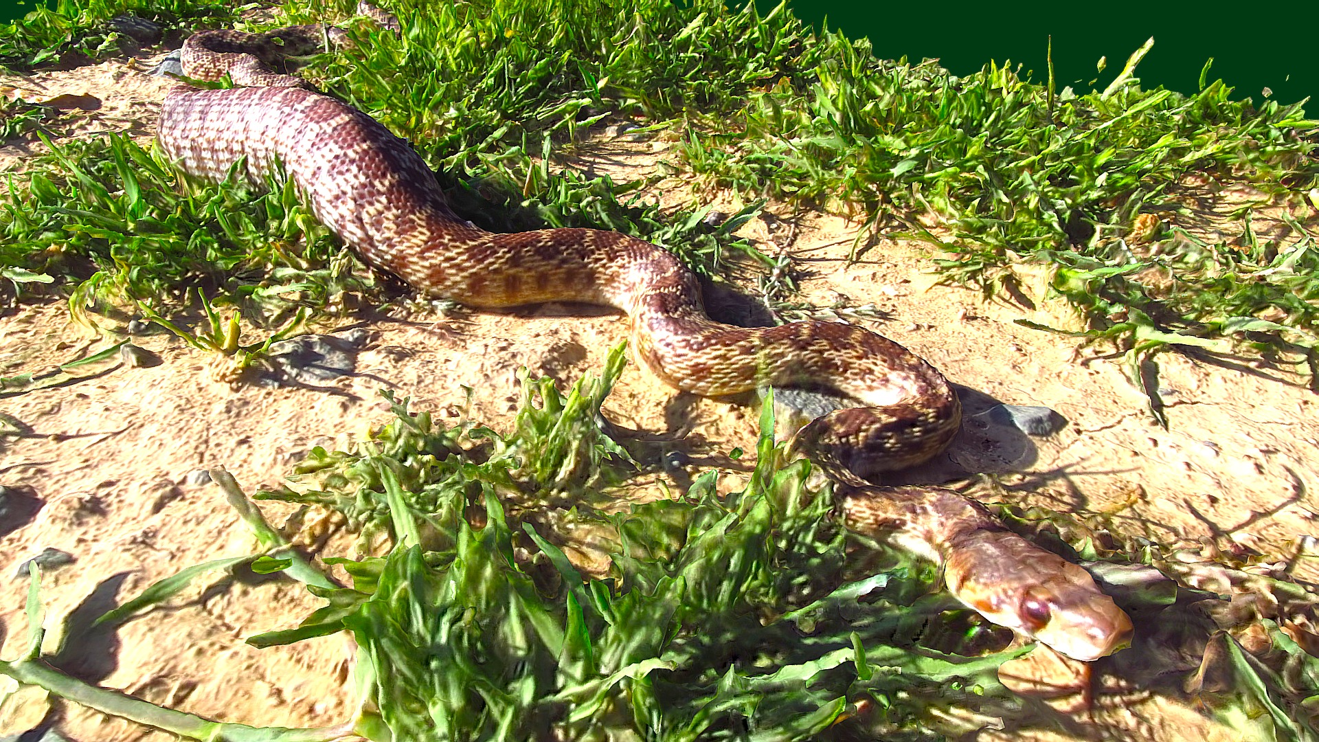 3D model Gopher Snake - This is a 3D model of the Gopher Snake. The 3D model is about a snake on the ground.
