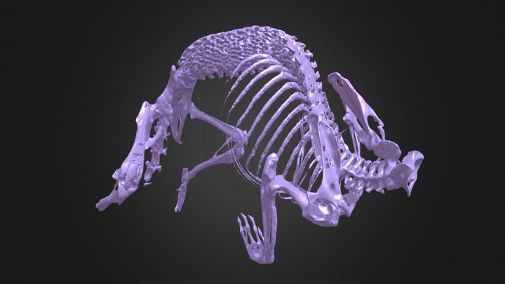 Scutisorex somereni skeleton (FMNH 227556) 3D Model