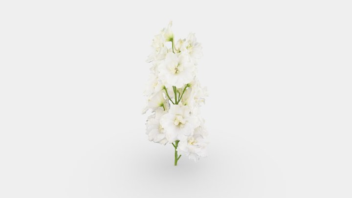 White Delphinium / Witte Delphinium 3D Model