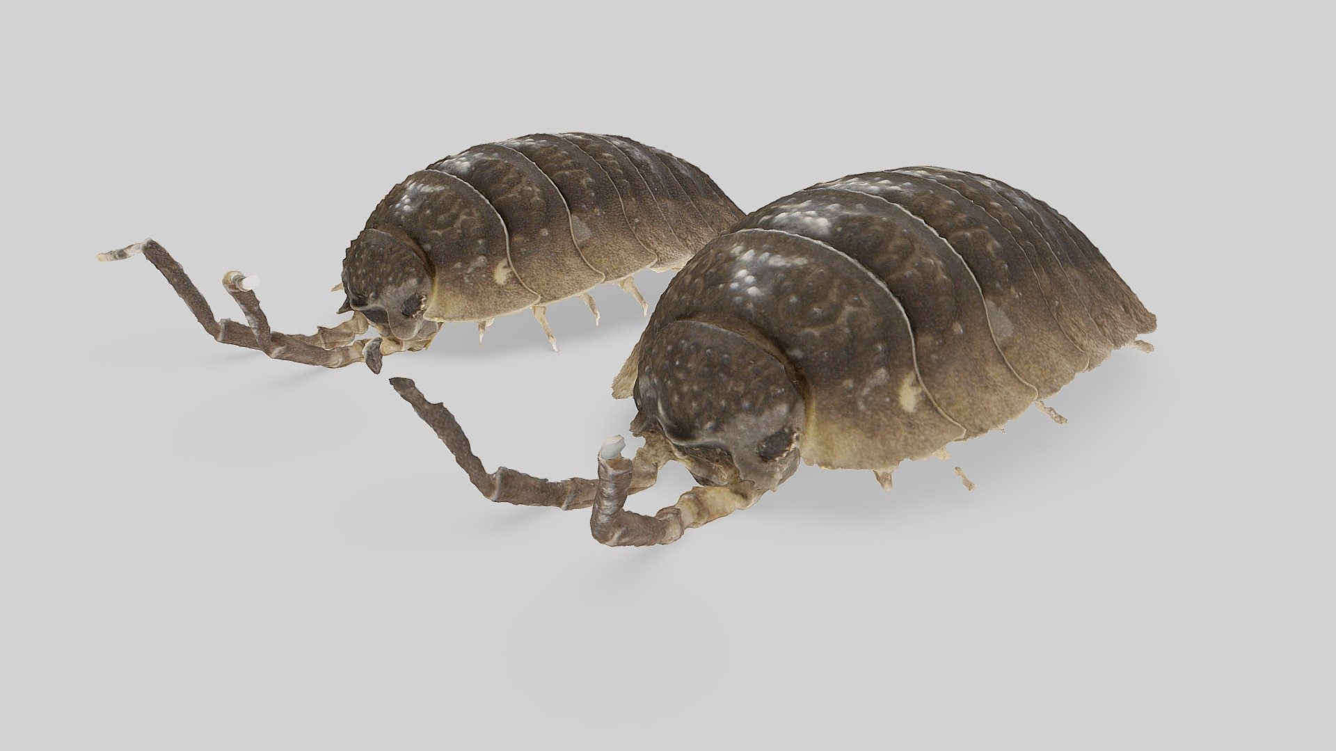 Porcellio scaber (Mesh Comparison)