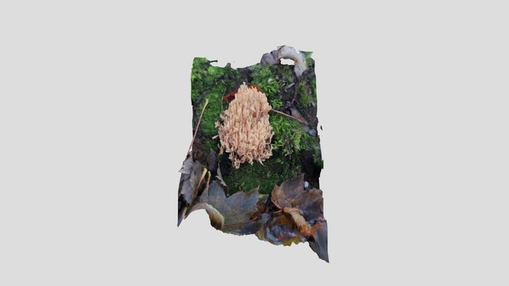 Upright coral – Modello 3D gratuito STL