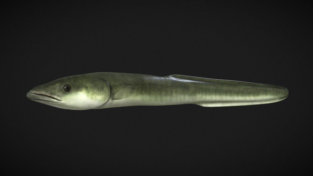 Model 71A - American Eel