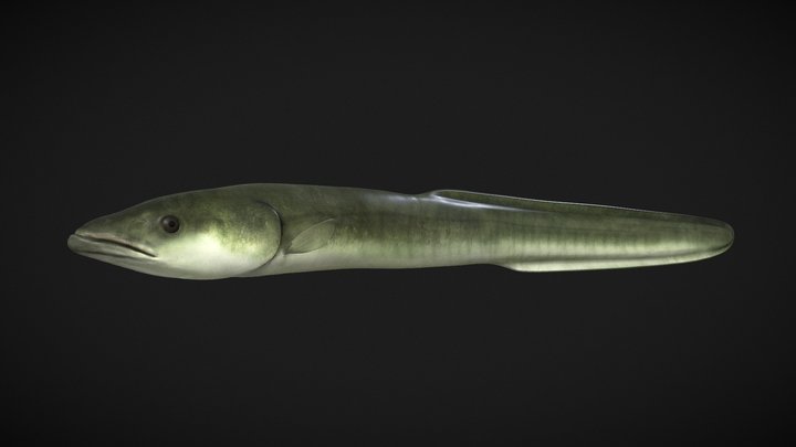 Model 71A - American Eel – Free 3D Model STL