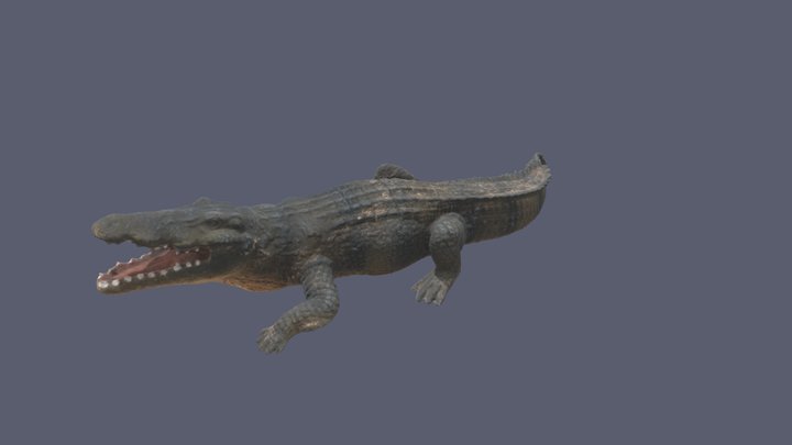 Crocodile Model 3D Model