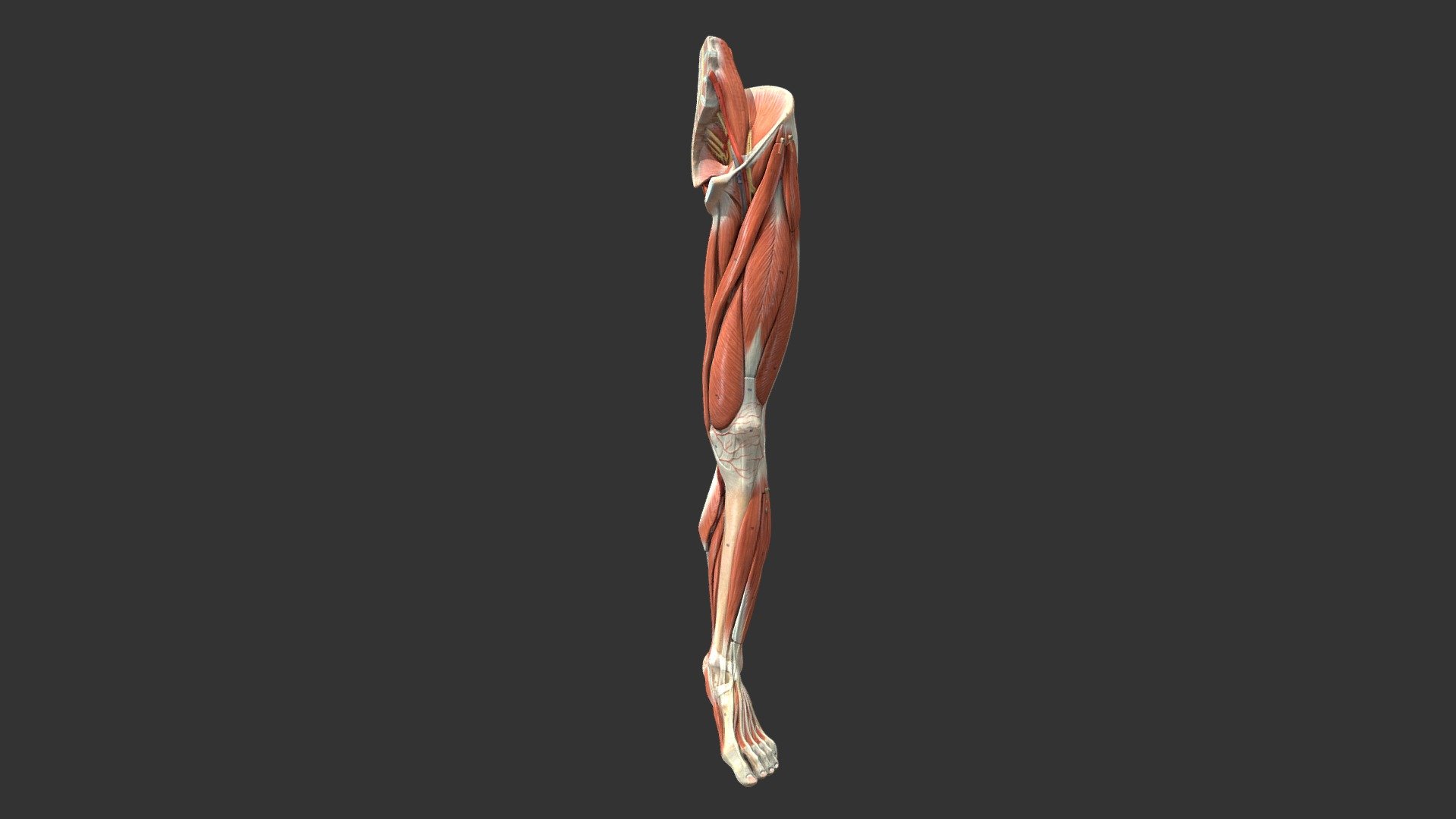 lower limb1 - 有標示 - 3D model by 輔仁大學 [222c968] - Sketchfab