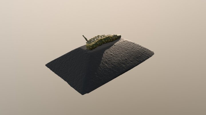 Cat. I (Zoology) 93 Polycera lessonii 3D Model