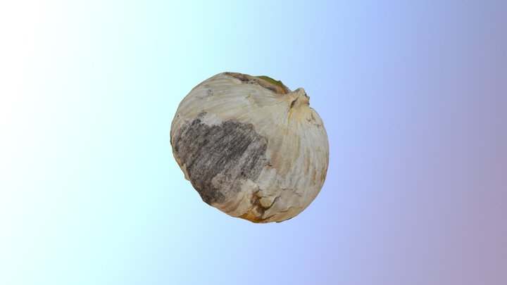 Garlic 3D Model