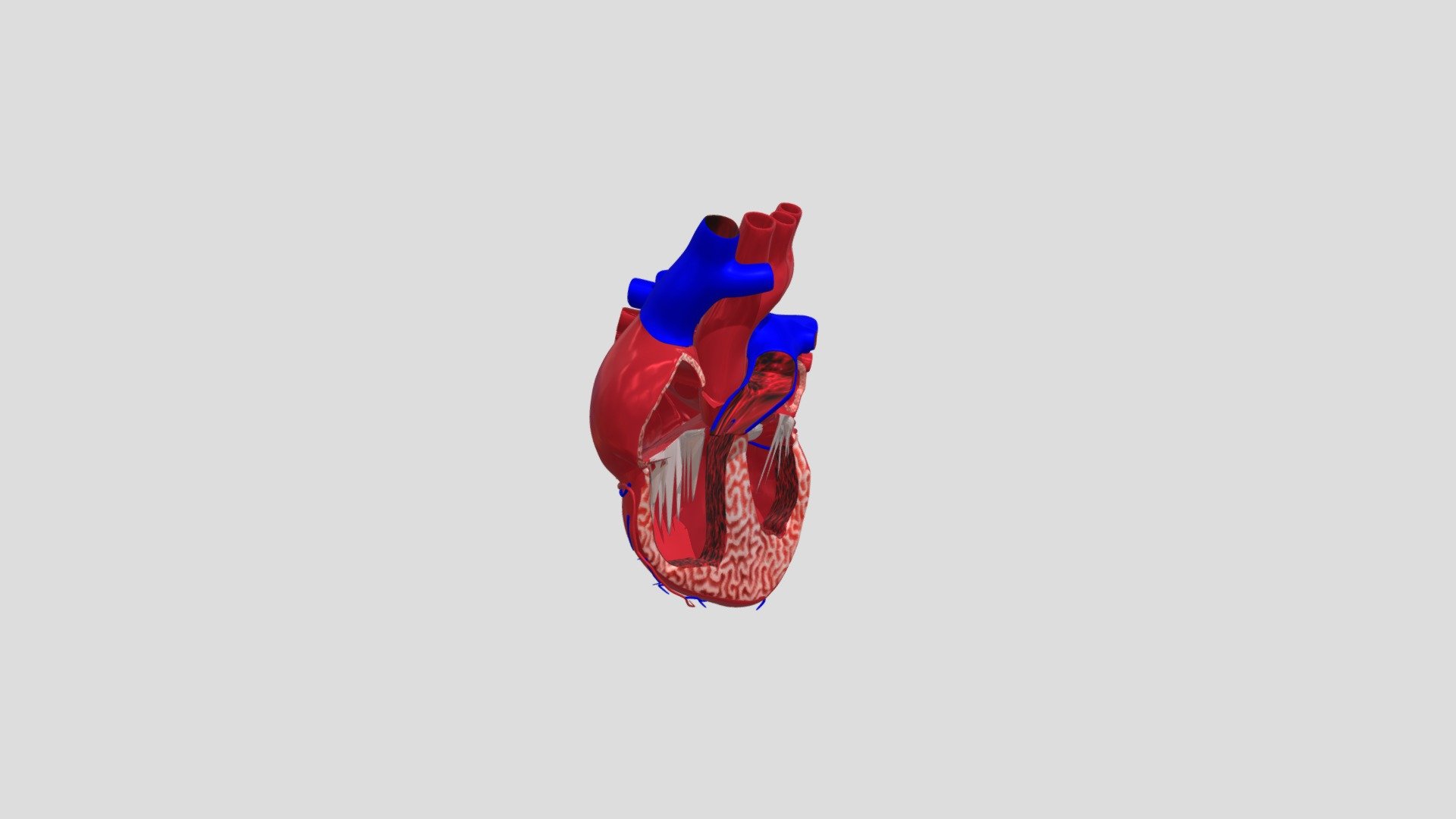 Heart - 3D model by Ekalasaala (@Ekalasaala3D) [22364ea] - Sketchfab