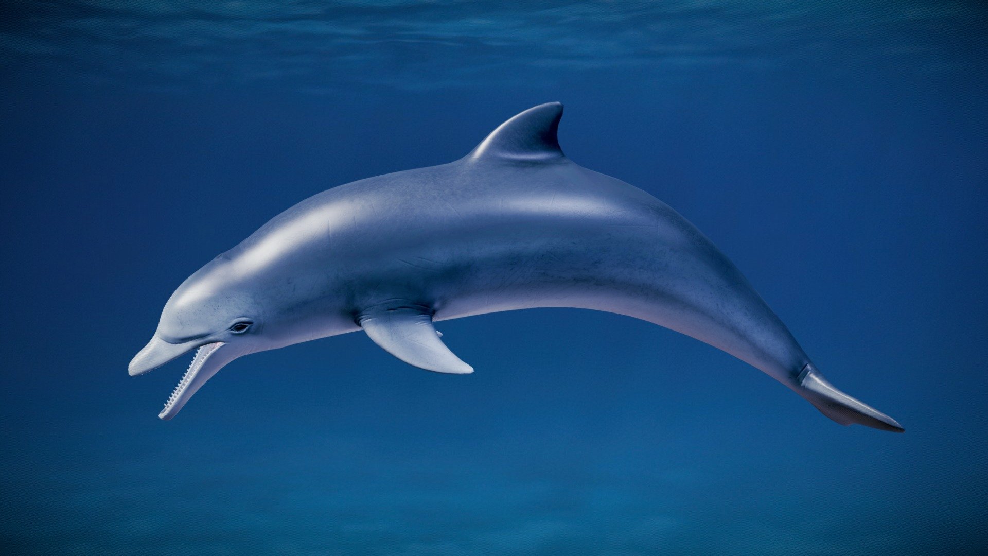 Grey Dolphin - Tursiops Trancatus - 3D model by Spyros Frigas (@Spyros ...