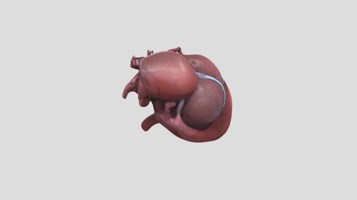 Anatomi Tubuh Manusia : Liver 3D Model