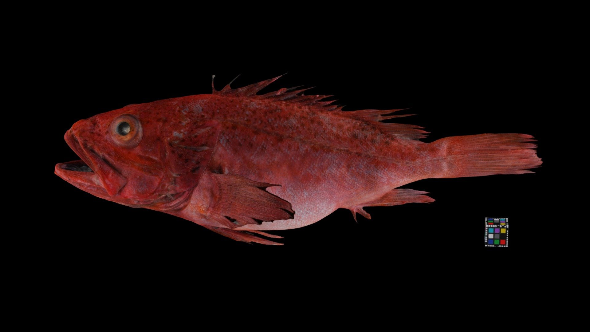 シロカサゴ Channeled Rockfish, Setarches guentheri