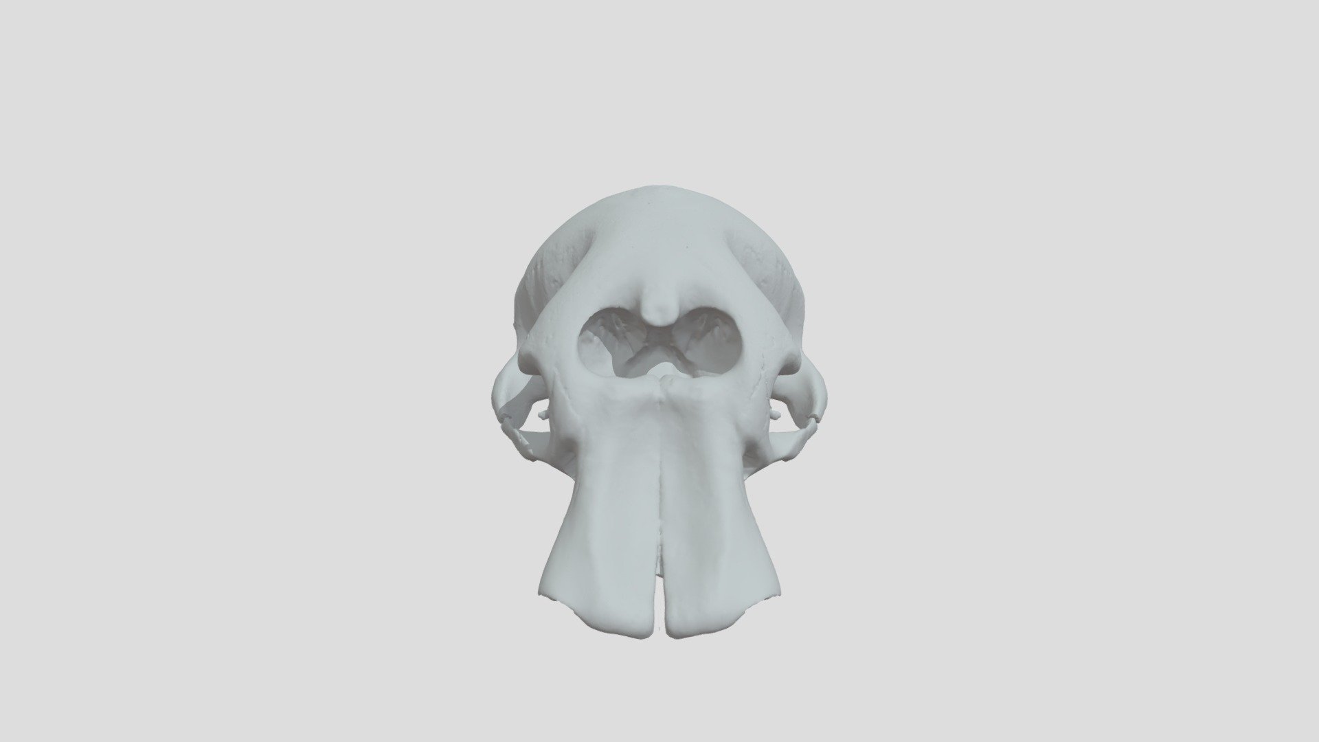 loxodanta_africana_elephant_cranium_whole