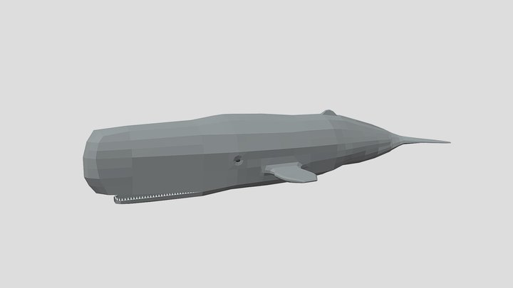 Low Poly Cartoon Sperm Whale 3D Model
