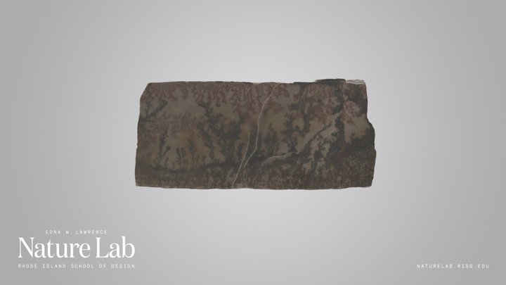 Plant or Algae Fossil – Kostenloses 3D-Modell STL