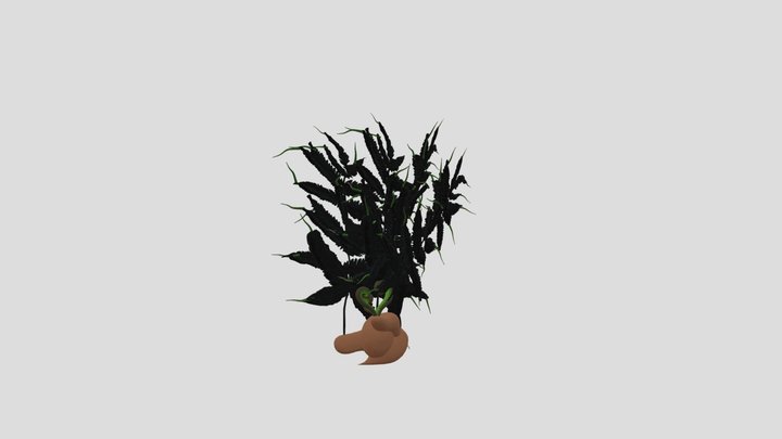 Pteris Reptans Fern Sporophyte – Gratis 3D-model STL