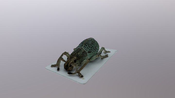 Weevil 3D model - decimated 3D Model