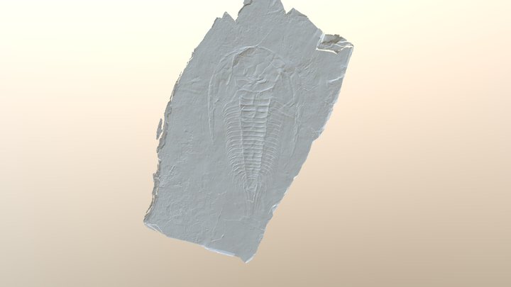 Cambrian Trilobite Paradoxides davidis 3D Model