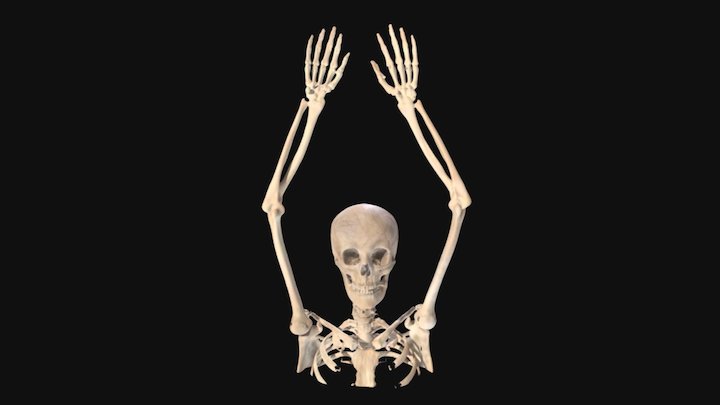 Skeleton Reconstruction 3D Model