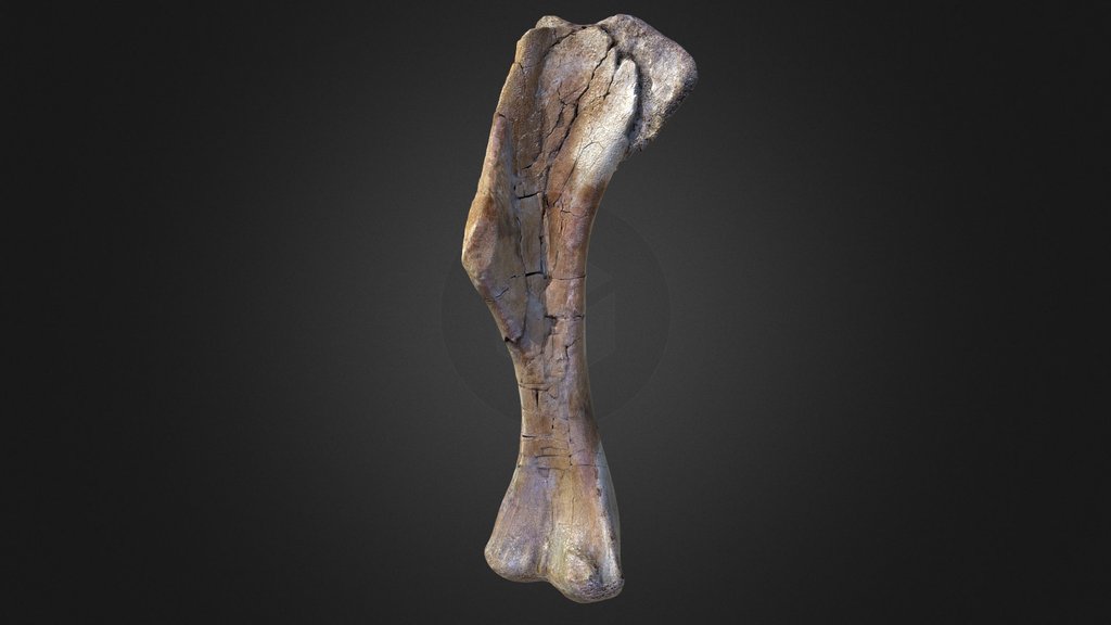 humerus - A 3D model collection by takaken2g - Sketchfab