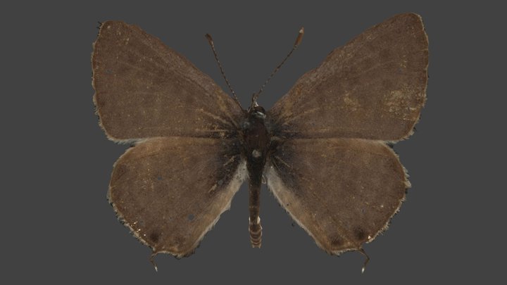 Leptotes Pirithous – Modello 3D gratuito STL