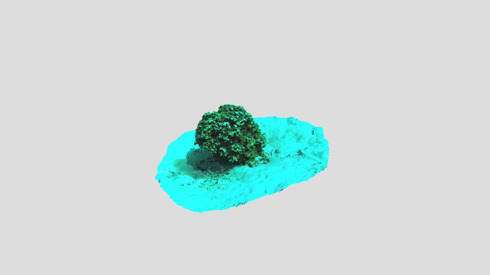 Coral Head Tahiti