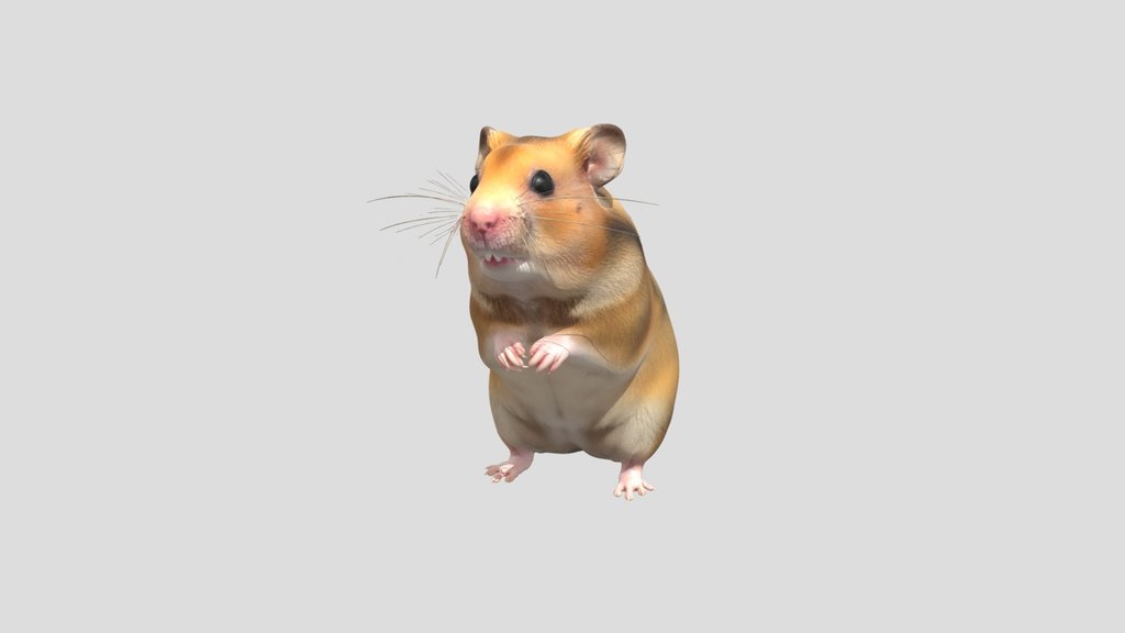 Curious Golden Hamster