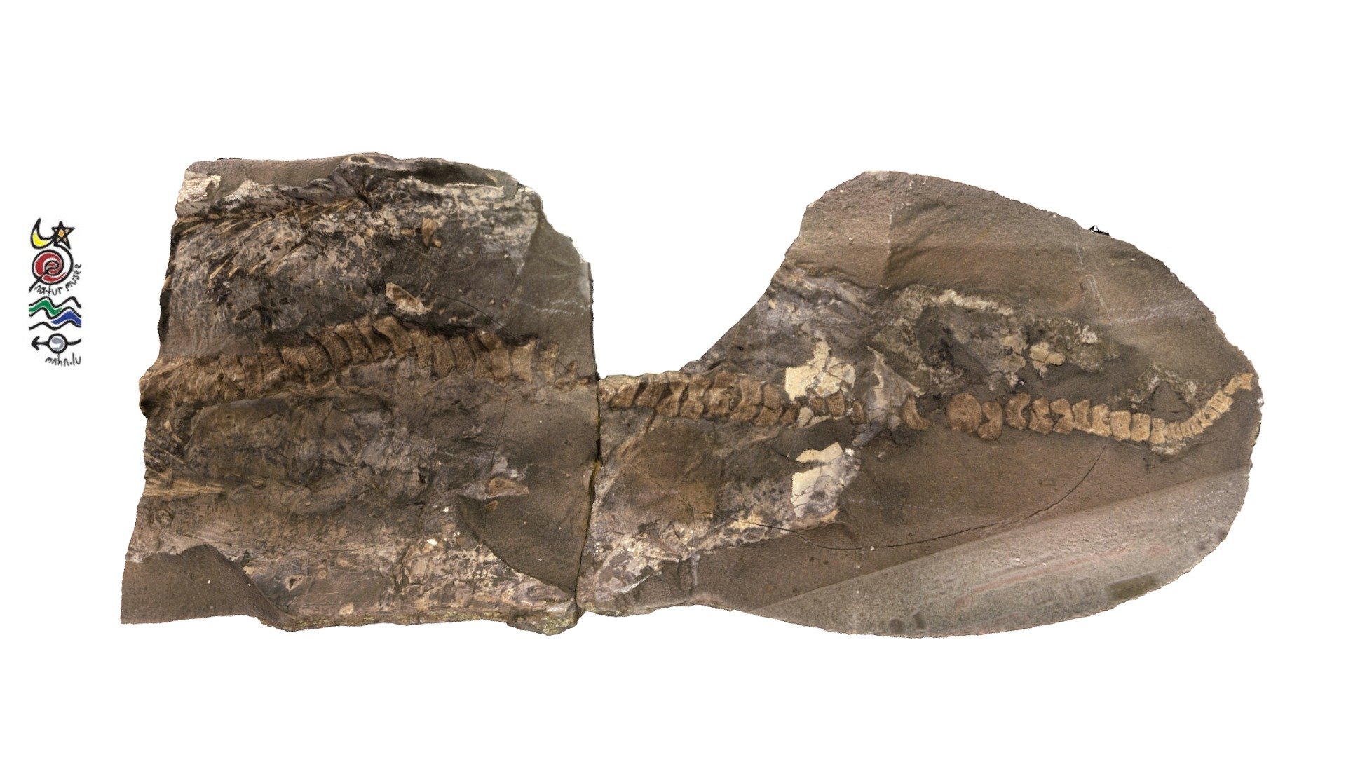 Ichthyosaur bones TV344b