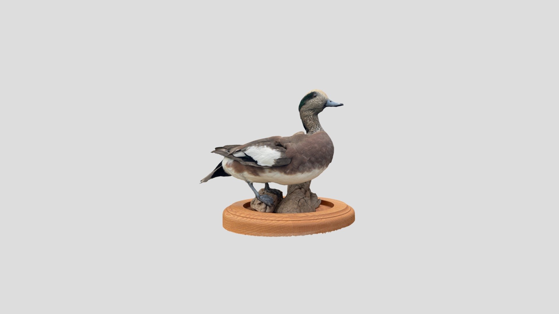 Wigeon Duck