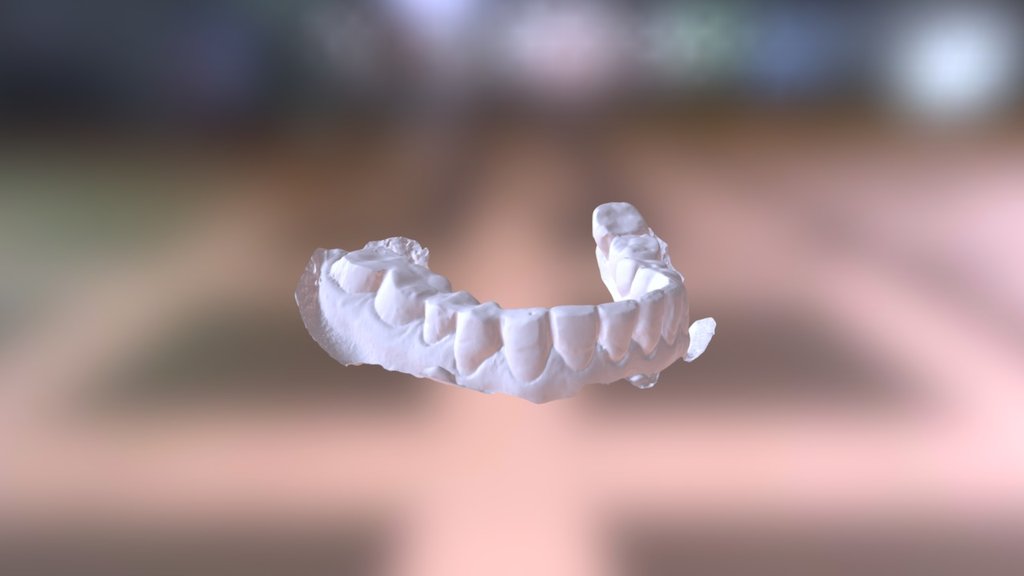 Sue Lower Jaw