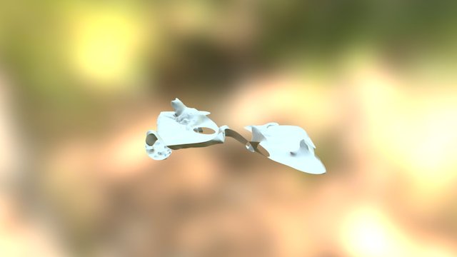Hanne 3D Model