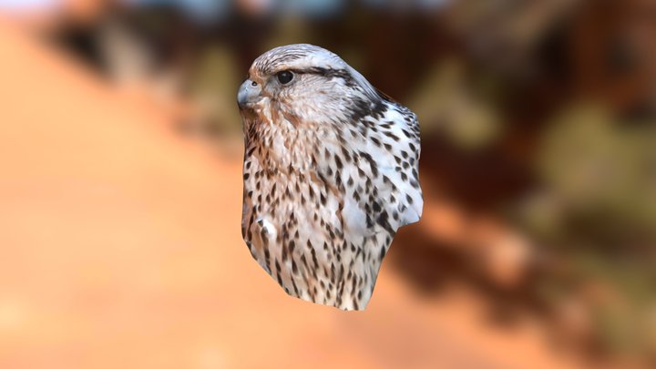 Levin's side face 3D Model
