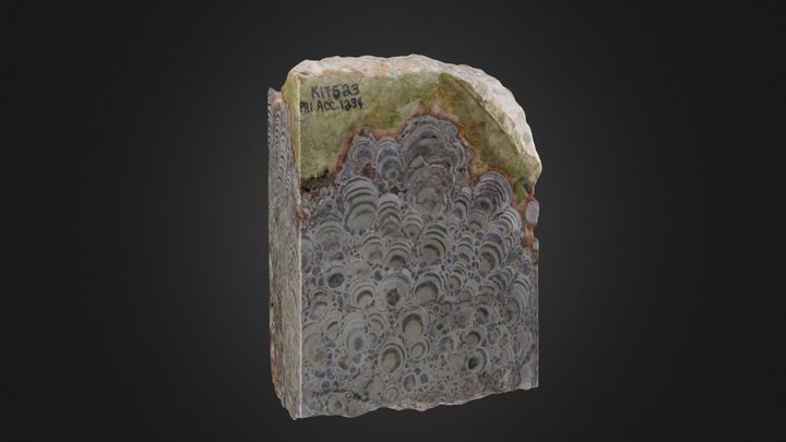 Stromatolite: Collenia versiformis (Cornell U.)