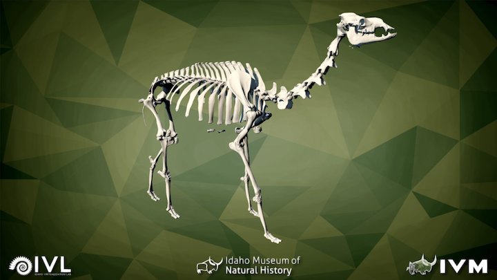 IMNH R-1007 Camel – Modello 3D gratuito STL