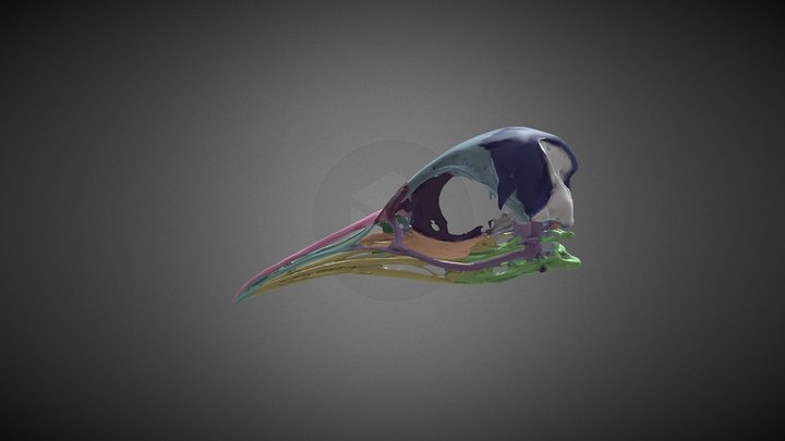 colour coded penguin skull 3D Model