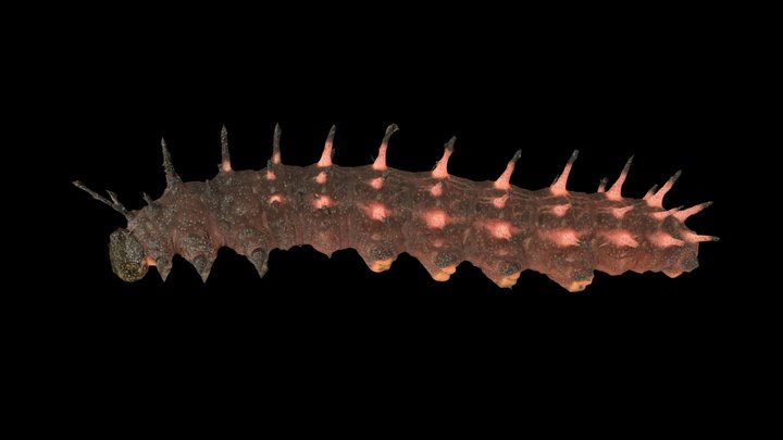 CC0 ツマグロヒョウモン 🦋 Indian Fritillary, A. hyperbius