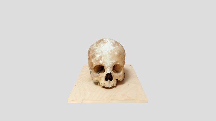Skull 3D Model