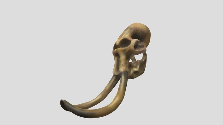 Mammoth Skull 3D Model