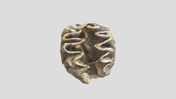 Seashell Spiral