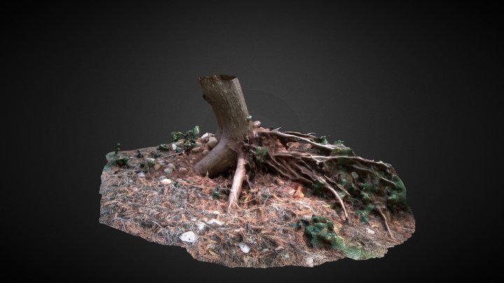 Tree Trunk 3D Model