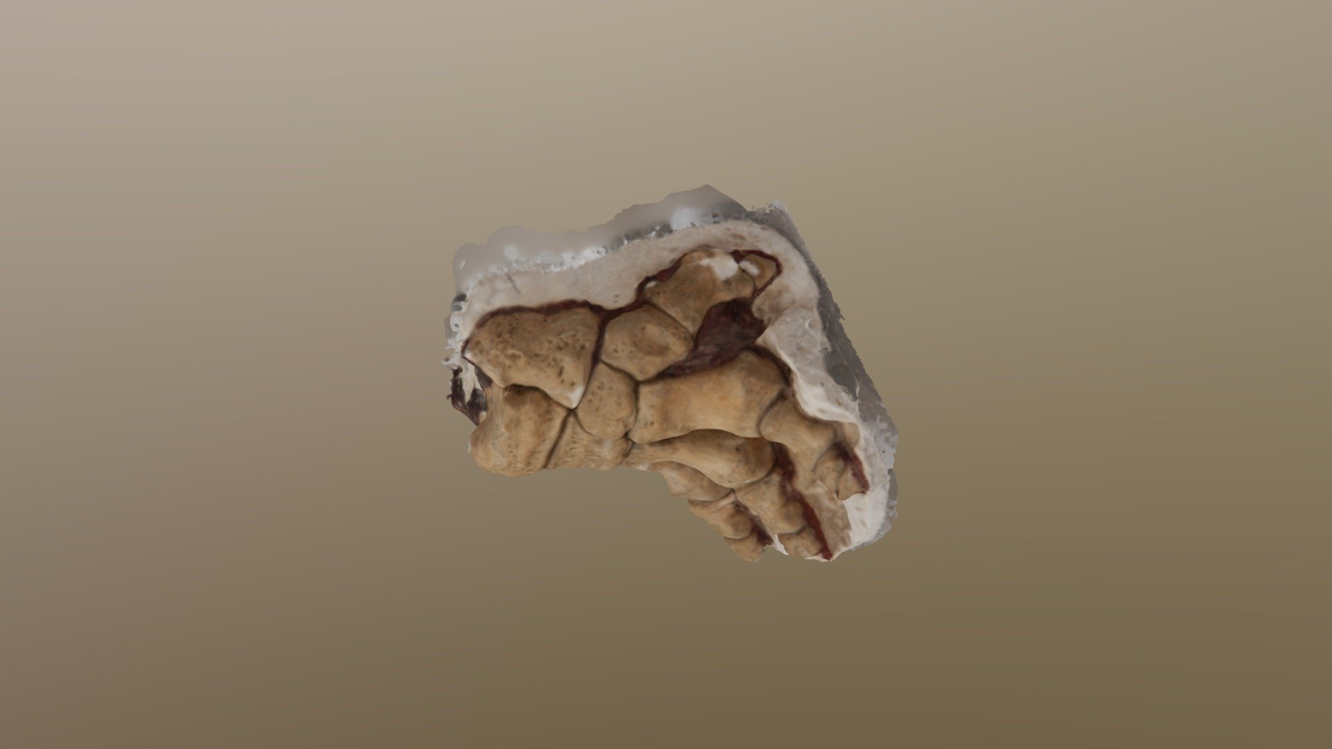 Pygmy Mammoth Foot 3D Model